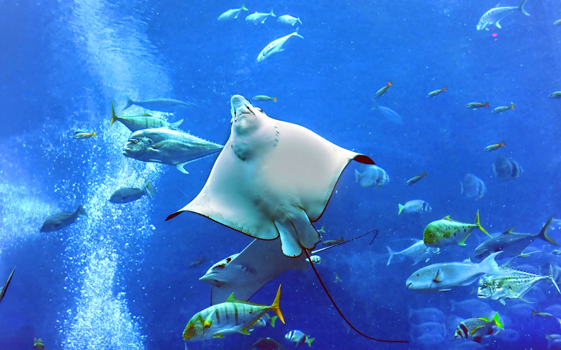 Dubai Aquarium + Global Village